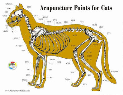 acupuncture points for cats