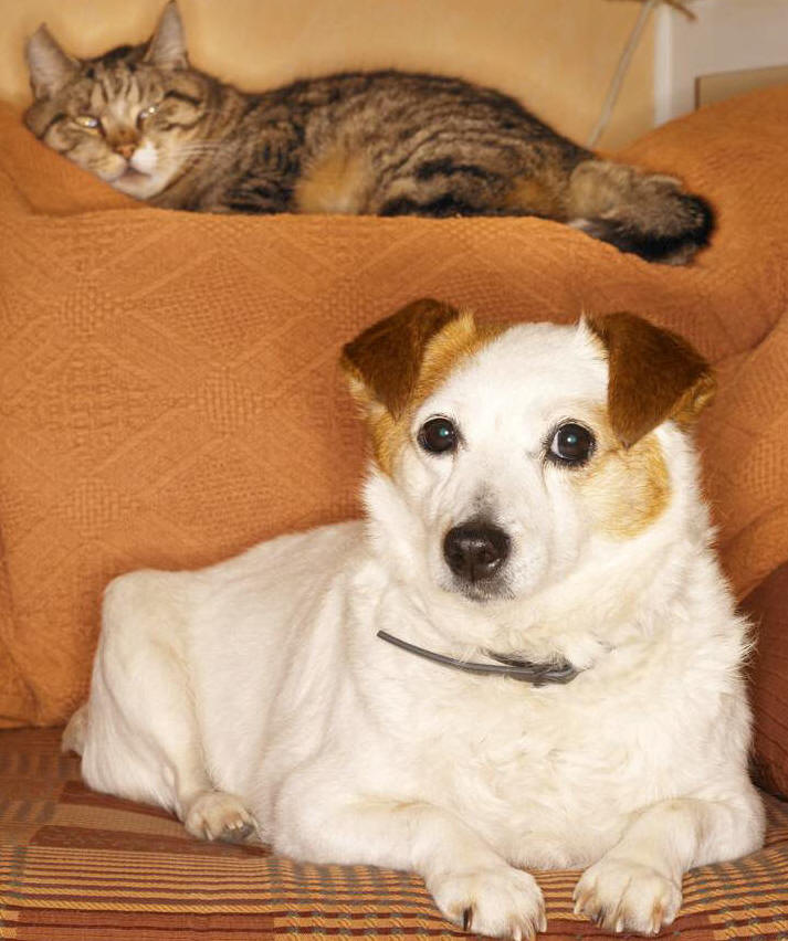 Cancer Treatment for Dogs and Cats