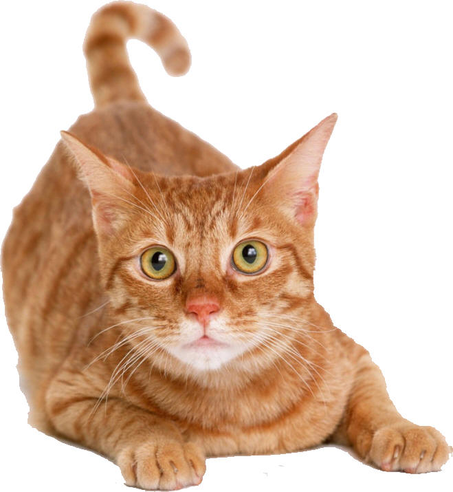 Cat Trivia