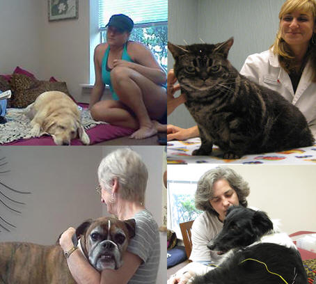 Veterinary Acupuncture Treats Illness and Relieves Pain