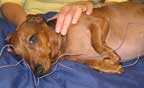disk disease in dogs treated post and pre surgery with acupuncture and herbal medicine
