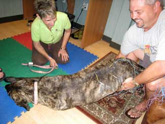 pain in dogs treated with acupuncture and herbal medicine