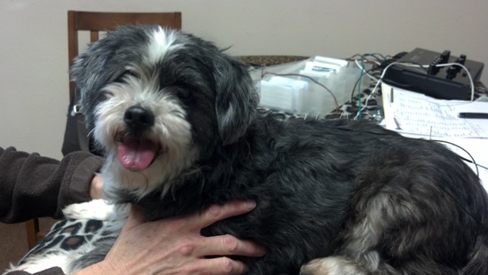 Cervical Treatment Houston Animal Acupuncture & Herbs