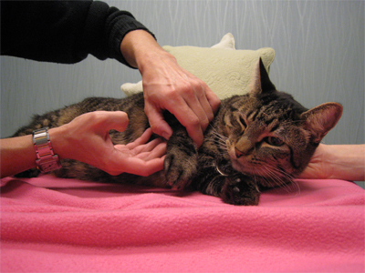 anxiety in cats treated with acupuncture and herbal medicine