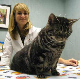 skin conditions in cats treated with acupuncture and herbal medicine