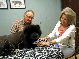 arthritis in dogs is treated with acupuncture and herbal medicine