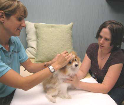cervical in dogs and cats treated Houston Animal Acupuncture & Herbs
